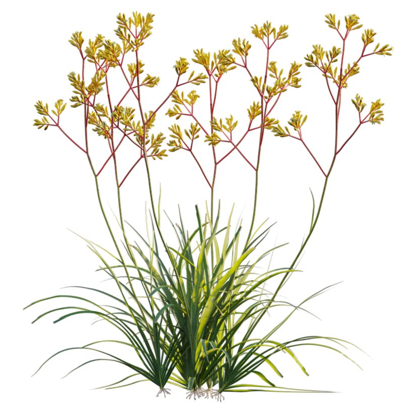 Anigozanthos flavidus – Kangaroo Paw 01 - Image 2