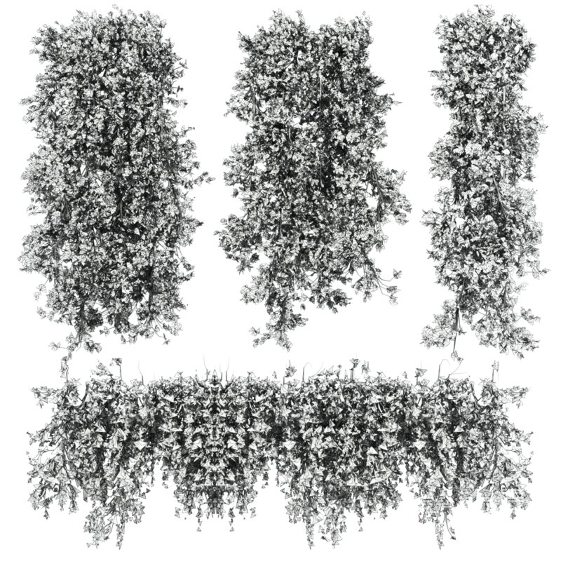 ivy plants - Image 3