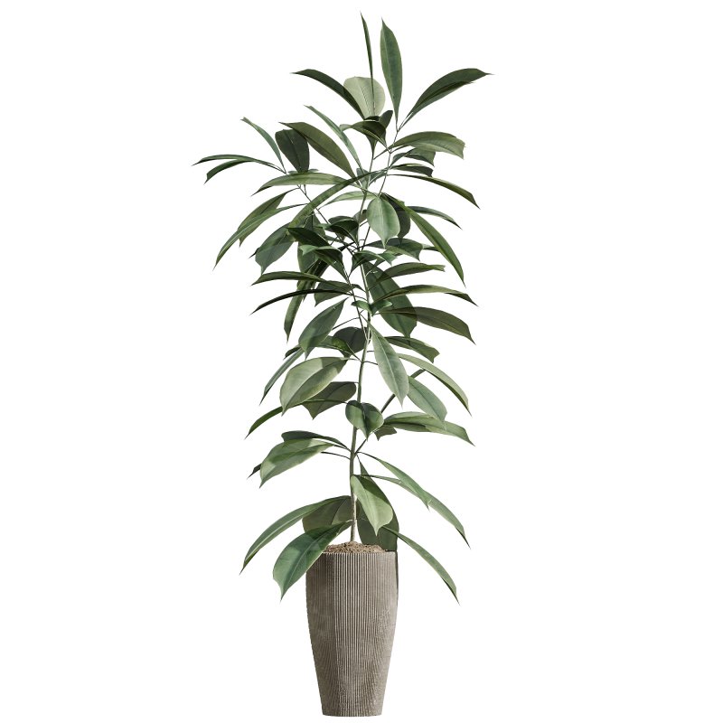 AV Indoor Plants Set 259 Olive Eucalyptu and Dracaena Warnecki and Monstera Deliciosa - Image 4