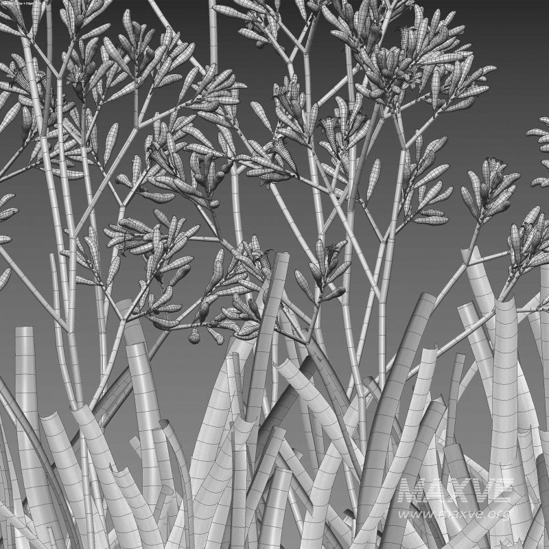 Anigozanthos flavidus – Kangaroo Paw 04 - Image 7