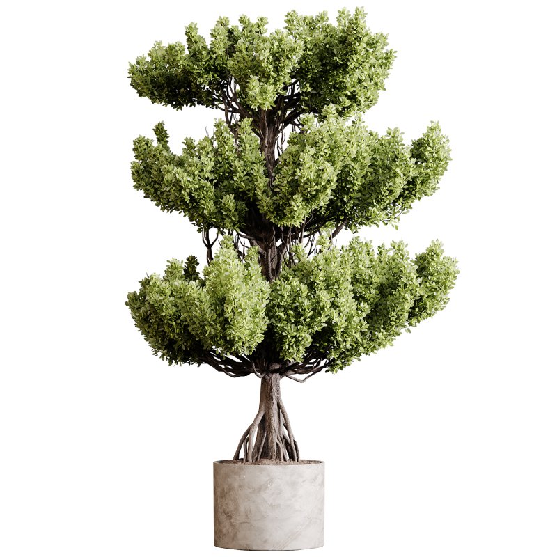 Indoor plants 91 – Plant in pot - Image 1