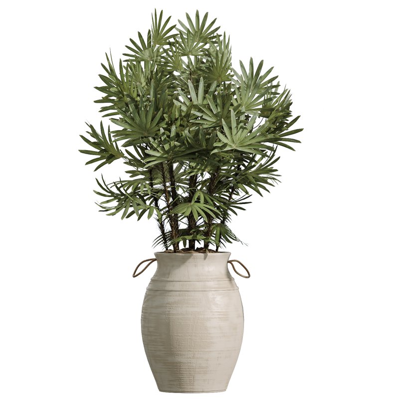 AV Indoor Plants Set 253 Monstera Drupifera Warneckii Schefflera Rhapis Excelsa - Image 5