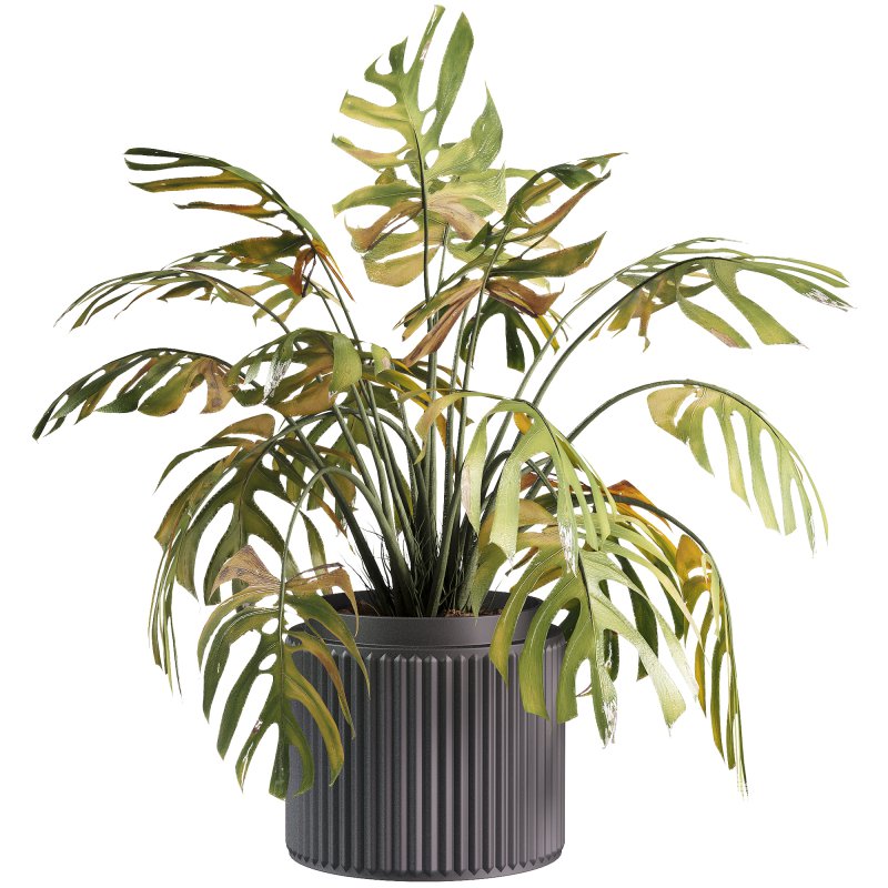 indoor plants – 33 plant in pot - Image 3