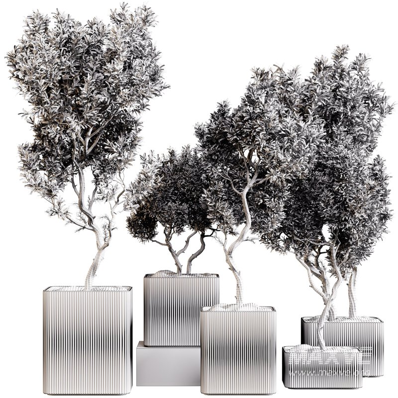 indoor plants 101 – plant collections in pot - Image 2