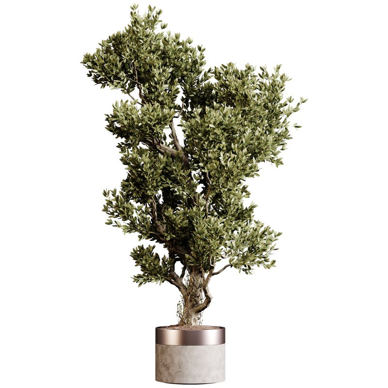 Indoor plants 84 – Plant in pot - Image 1