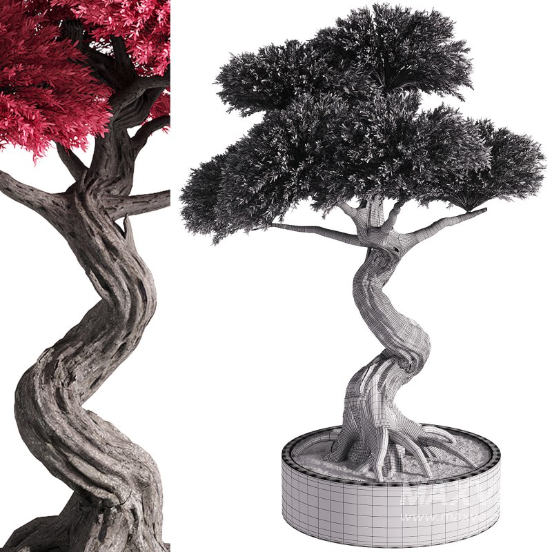 indoor plants – 50 plant in pot - Image 3