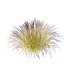 Carex Elata Aurea Grass 03 - Thumbnail 2