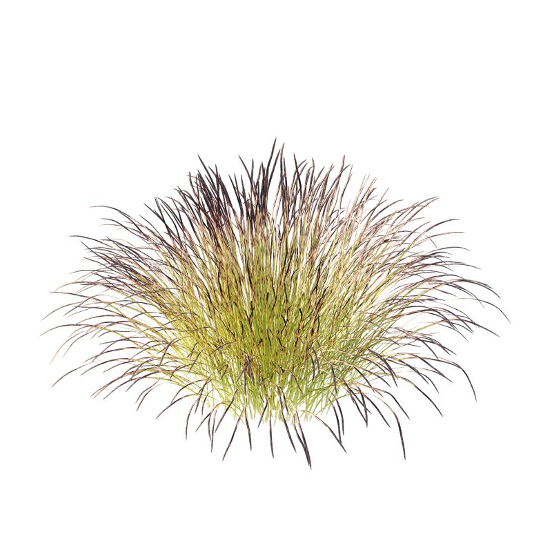 Carex Elata Aurea Grass 03 - Image 2