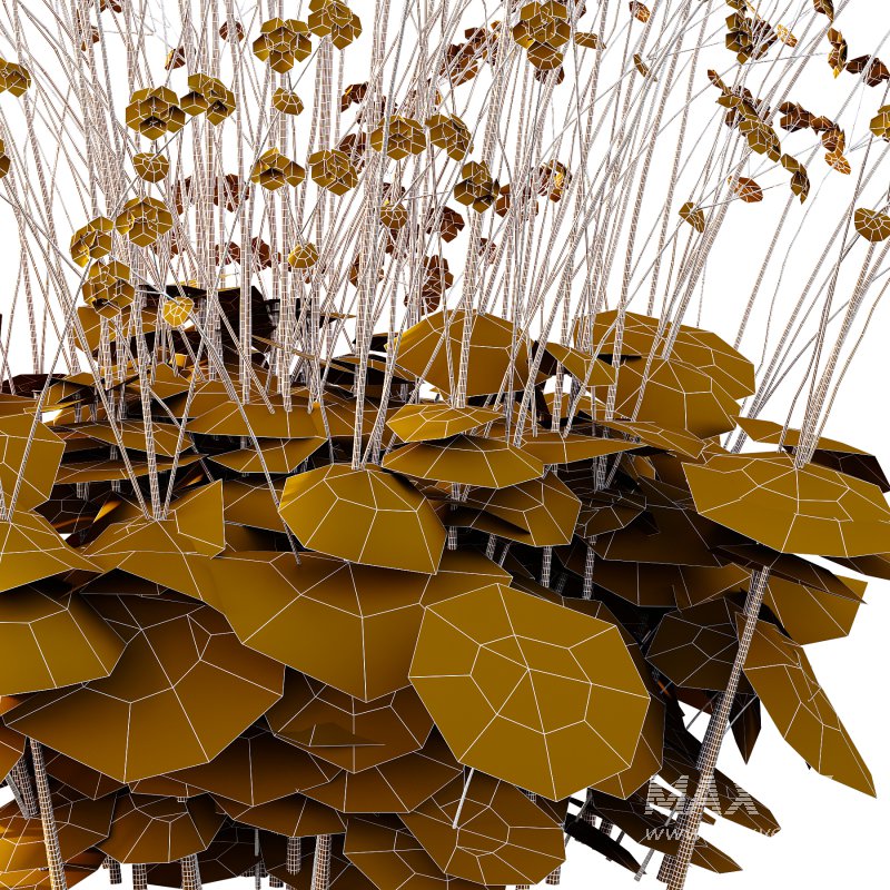 Alchemilla mollis flower Plant 02 - Image 7