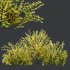 AV Cytisus scoparius 3 bushes - Thumbnail 6