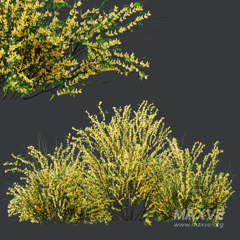 AV Cytisus scoparius 3 bushes - Image 6