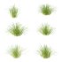 Carex Elata Aurea Grass 02 - Thumbnail 4
