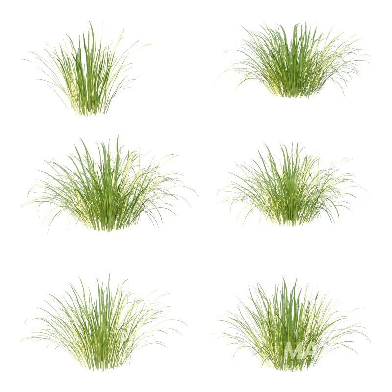 Carex Elata Aurea Grass 02 - Image 4
