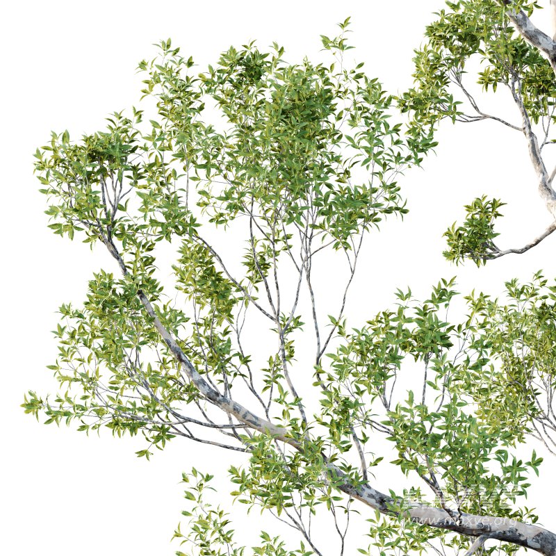 Sydney Blue Gum Tree 05 - Image 2