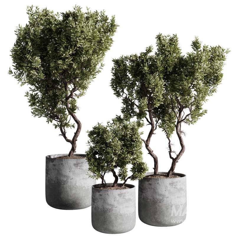 indoor plants – 67 plant in pot - Image 1