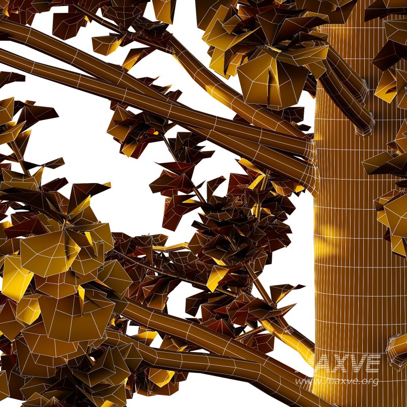 Maidenhair Ginkgo Biloba Tree 08 - Image 4