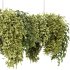 Indoor plants – 22 hanging indoor Plants - Thumbnail 5