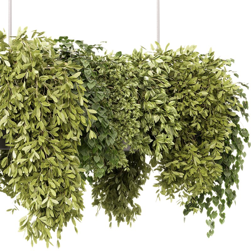 Indoor plants – 22 hanging indoor Plants - Image 5