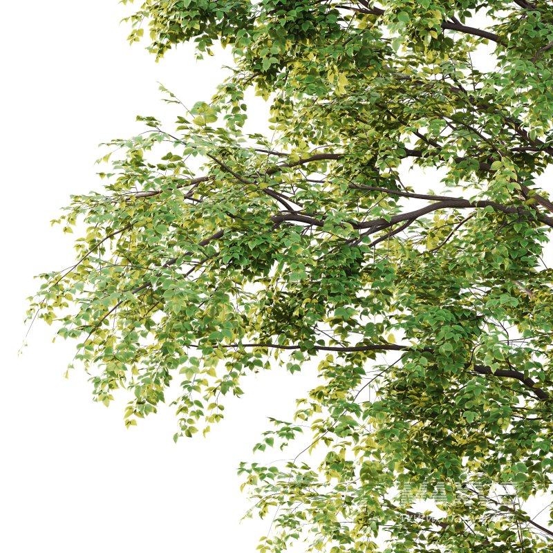 Alder Tree 04 - Image 4