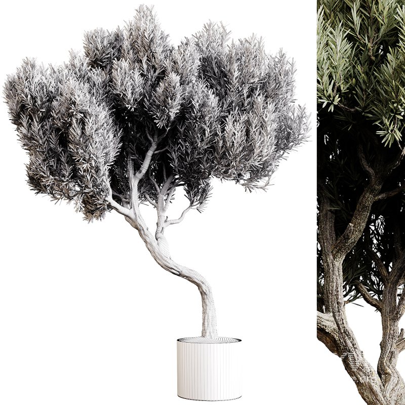 Indoor plants 80 – Plant in pot - Image 4