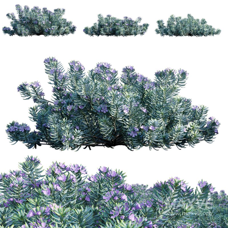 Westringia fruticosa – Coast Rosemary 02 - Image 1