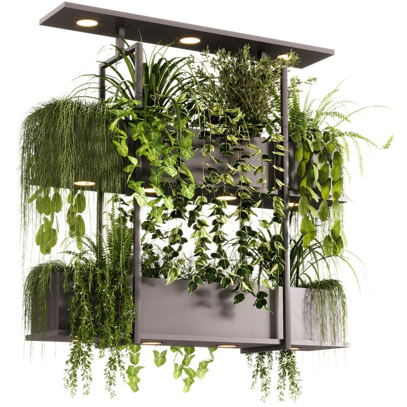 Indoor Plants – 23 Hanging plants - Image 9