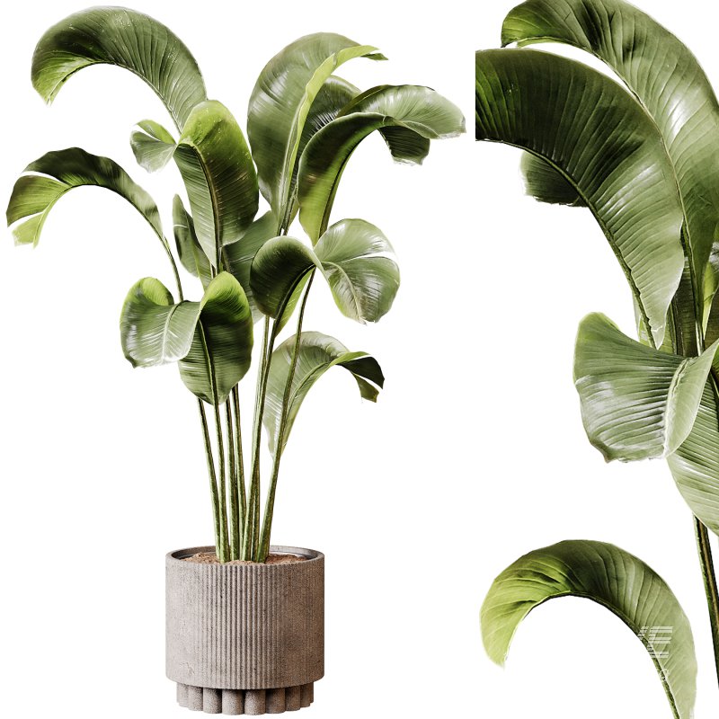 Indoor plants 95 – Plant in pot - Image 2