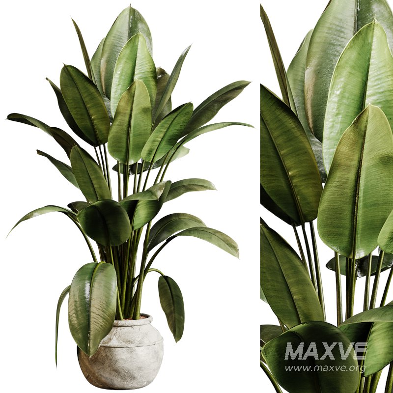 Indoor plants 96 – Plant in pot - Image 4