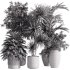 indoor plants – 34 plant collections in pot - Thumbnail 2