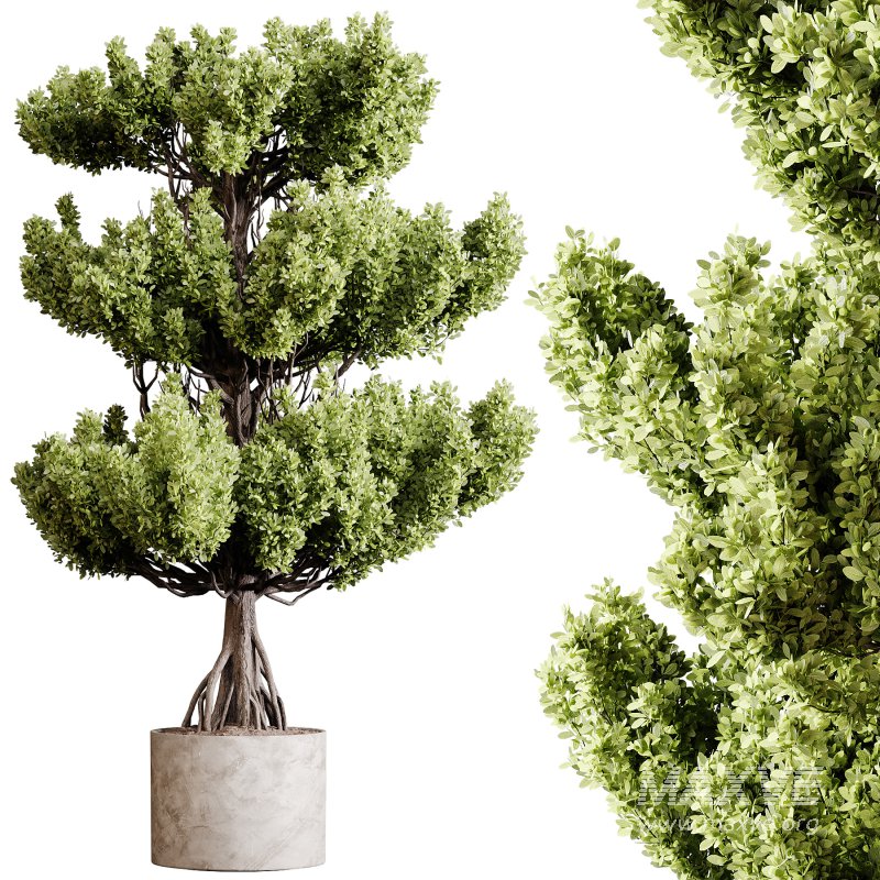 Indoor plants 91 – Plant in pot - Image 2