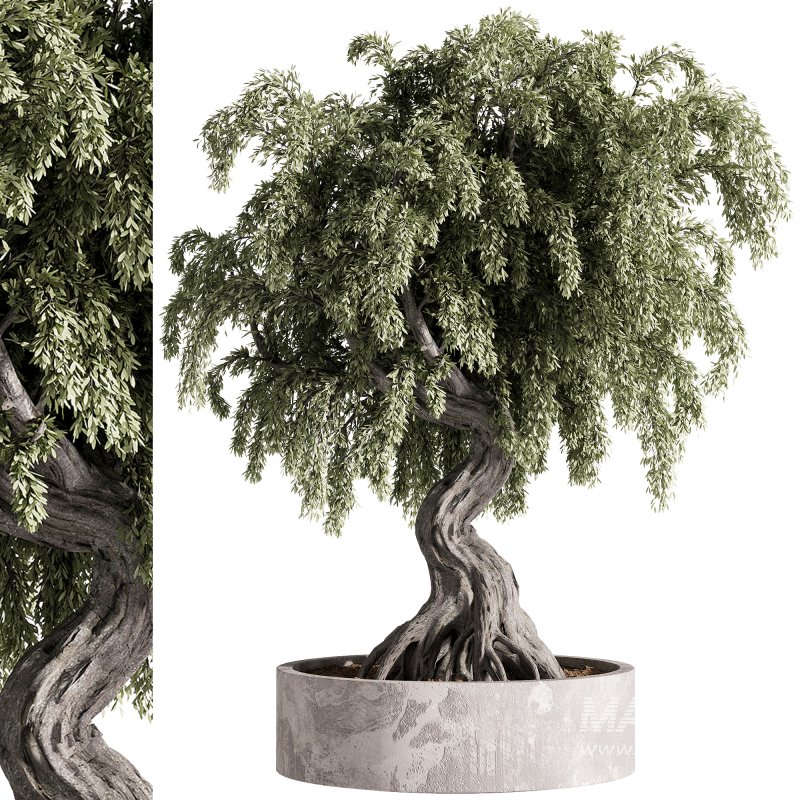 indoor plants – 49 plant in pot - Image 2