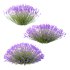 plant bush Flower Lavandula pedunculata 02 - Thumbnail 2