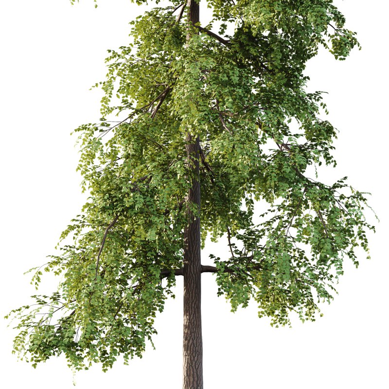 Alder Tree 01 - Image 1