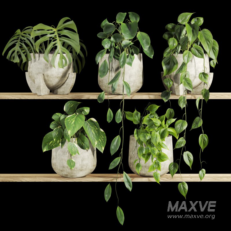 plants set on shelf - Image 2
