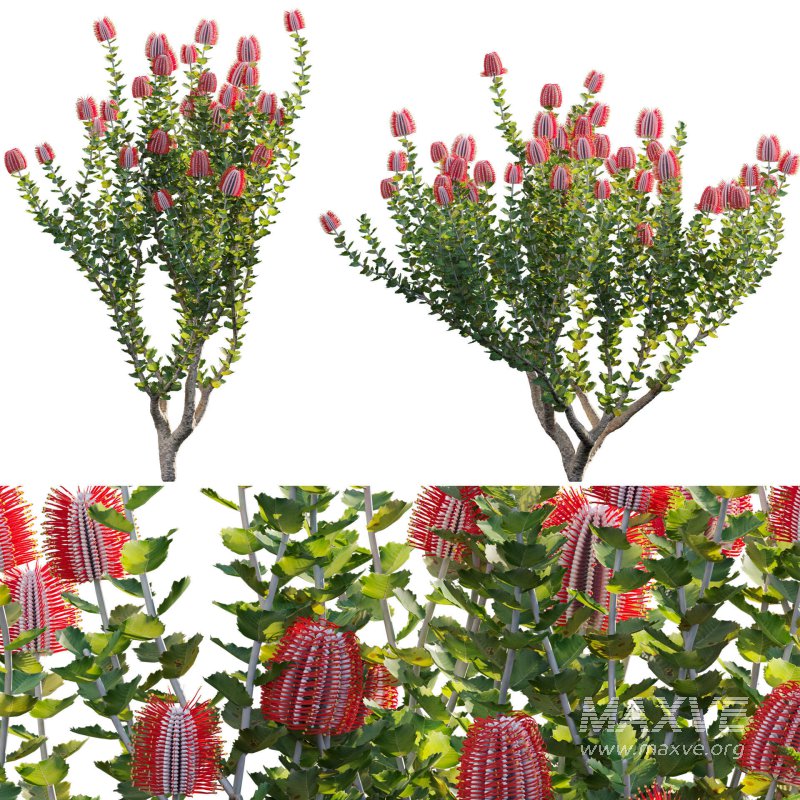 Scarlet Banksia – Banksia coccinea 01 - Image 1