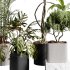 indoor plants 107 – plant collections in pot - Thumbnail 2