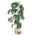monstera potted plant - Thumbnail 2