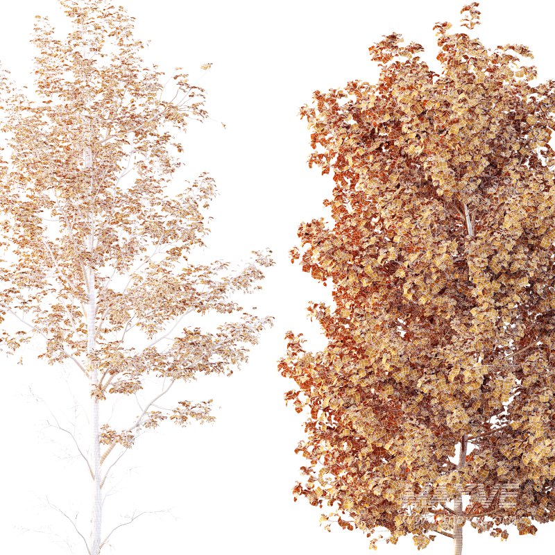 AV spring trees Acer X freemanii Freeman Maple Sapindaceae and Alnus Glutinosa - Image 3