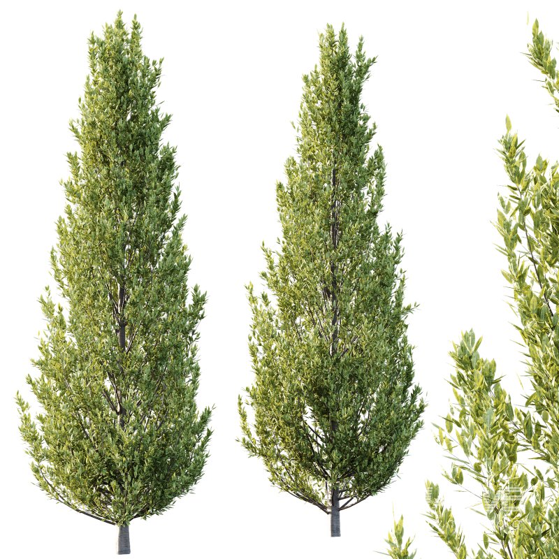 Fagus Grandifolia Tree 03 - Image 1