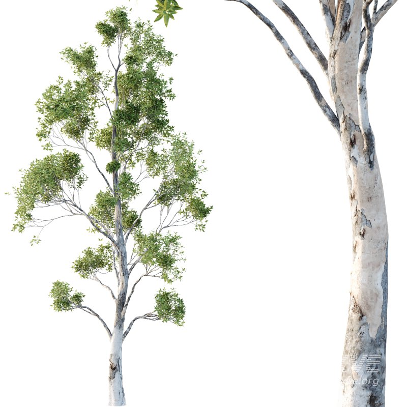 Sydney Blue Gum Tree 06 - Image 1