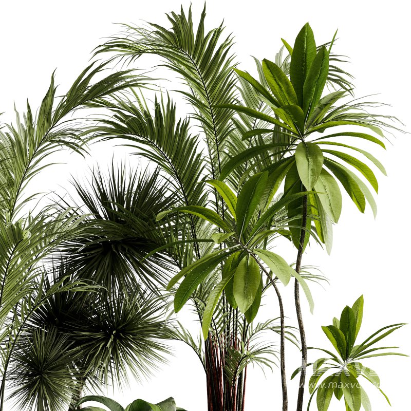 Indoor Plants collection – 71 Plants in pot - Image 3
