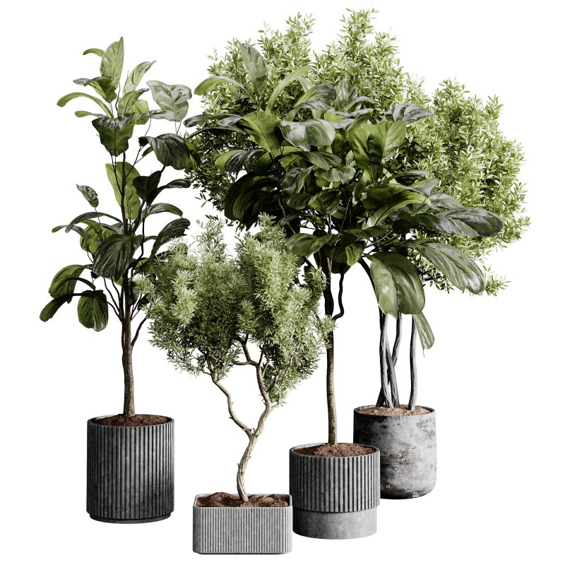 indoor plants 120 – plant collections in pot - Image 1