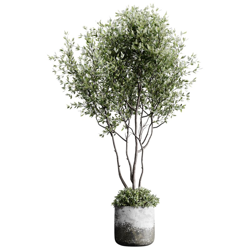 indoor plants 126 – plant in pot - Image 5