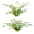 Macrothelypteris torresiana Fern bush 03 - Thumbnail 3