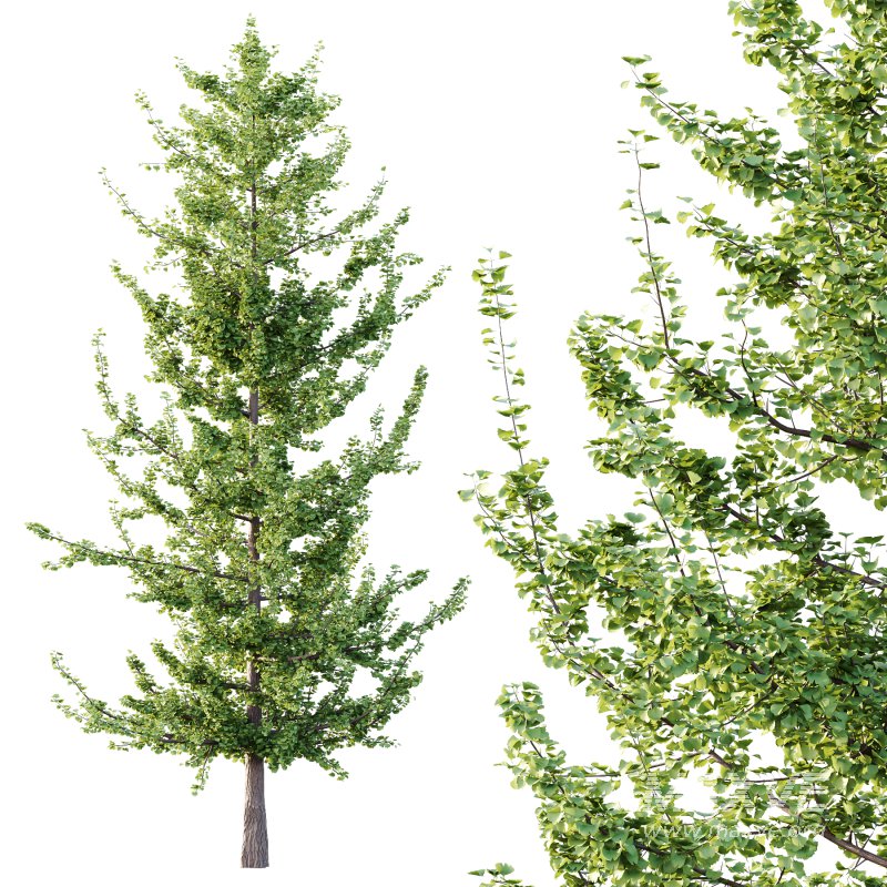 Maidenhair Ginkgo Biloba Tree 04 - Image 4