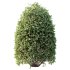 AV Plant Pittosporum Tobira Tenuifolium Shrub Buxus Semperviren Japanese Cheesewood03 - Thumbnail 1