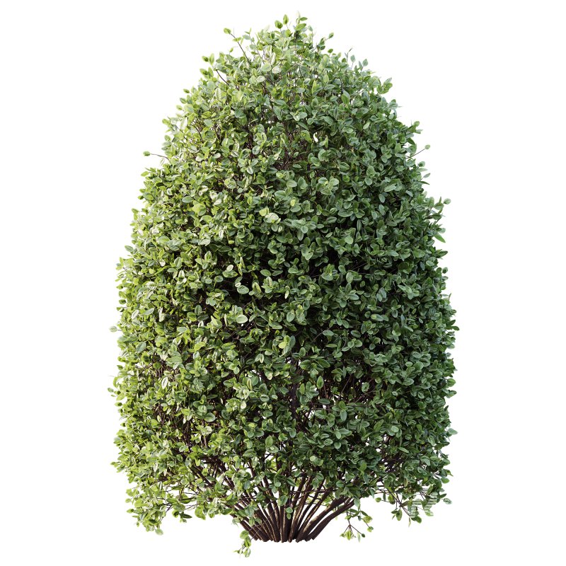 AV Plant Pittosporum Tobira Tenuifolium Shrub Buxus Semperviren Japanese Cheesewood03 - Image 1