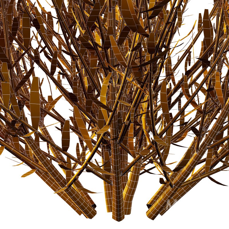 plant bush Flower Lavandula pedunculata 04 - Image 7