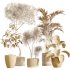 AV Indoor Plants Set 279 Areca Palm and Calathea Lutea and Ficus Marginata and Yucca - Thumbnail 6