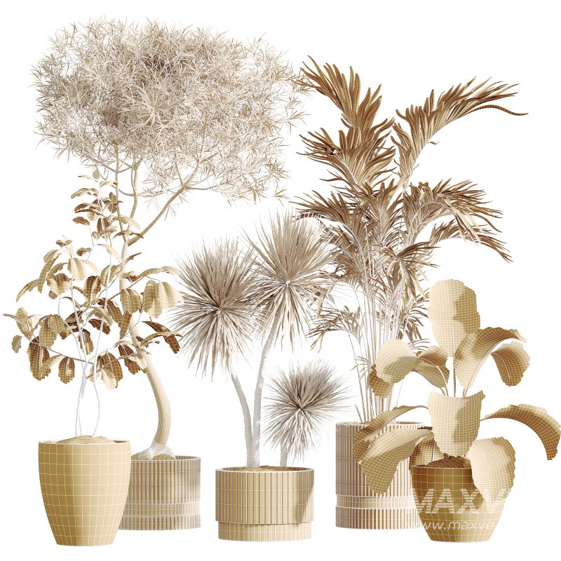 AV Indoor Plants Set 279 Areca Palm and Calathea Lutea and Ficus Marginata and Yucca - Image 6